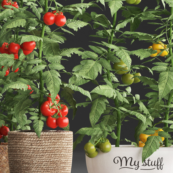 Decorative plants for the kitchen 385 tomato
