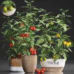 Decorative plants for the kitchen 385 tomato