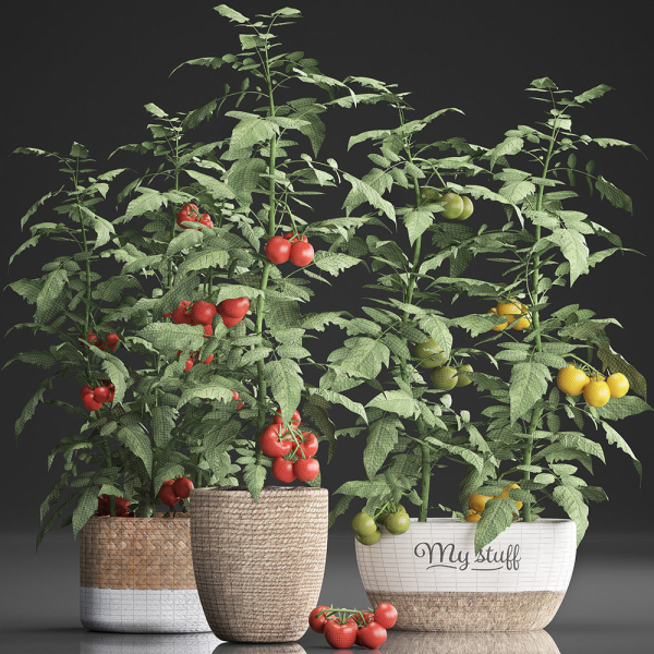 Decorative plants for the kitchen 385 tomato