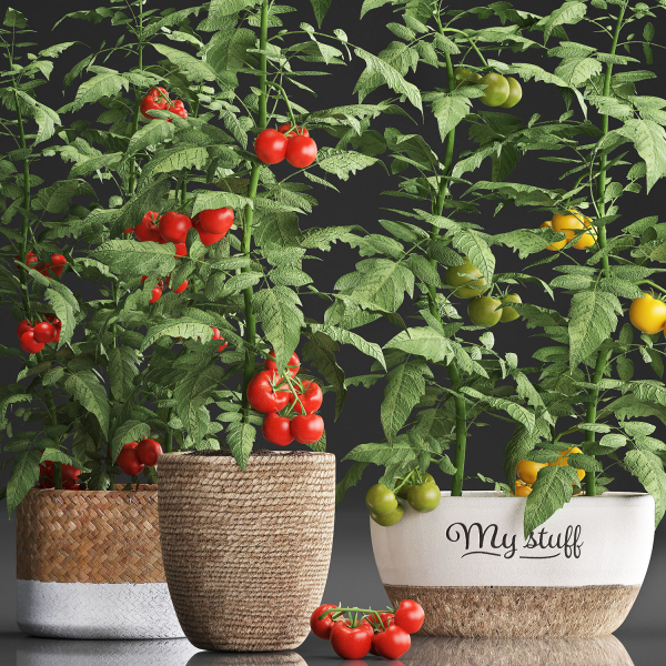 Decorative plants for the kitchen 385 tomato