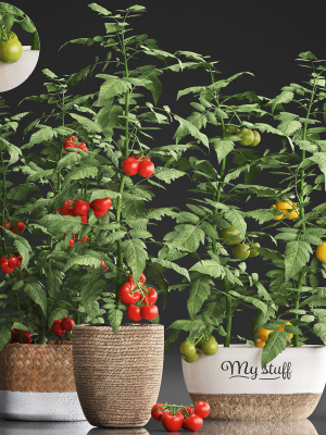 Decorative plants for the kitchen 385 tomato