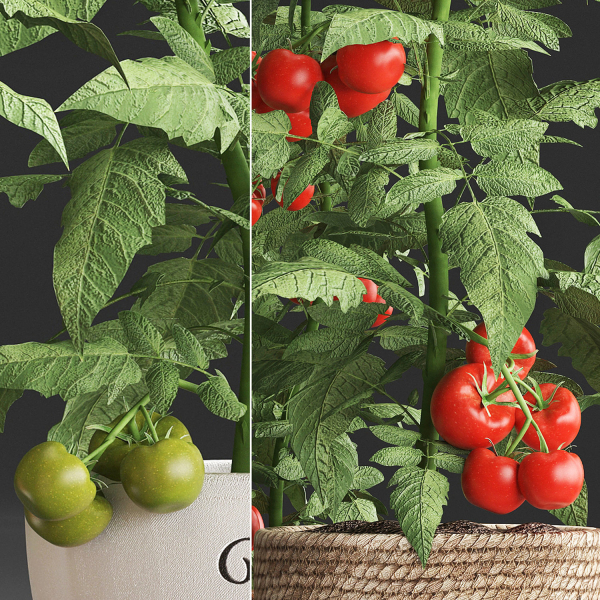 Decorative plants for the kitchen 385 tomato