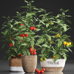 Decorative plants for the kitchen 385 tomato