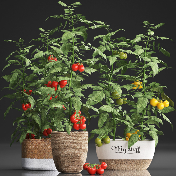 Decorative plants for the kitchen 385 tomato