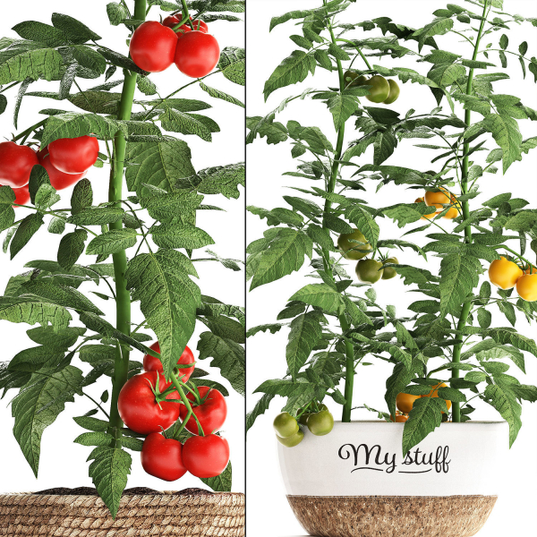 Decorative plants for the kitchen 385 tomato