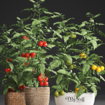 Decorative plants for the kitchen 385 tomato