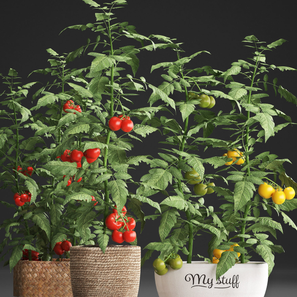 Decorative plants for the kitchen 385 tomato