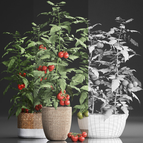 Decorative plants for the kitchen 385 tomato
