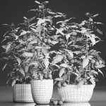 Decorative plants for the kitchen 385 tomato