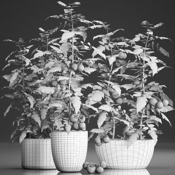 Decorative plants for the kitchen 385 tomato