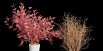Decorative Plants vol 197-Blender