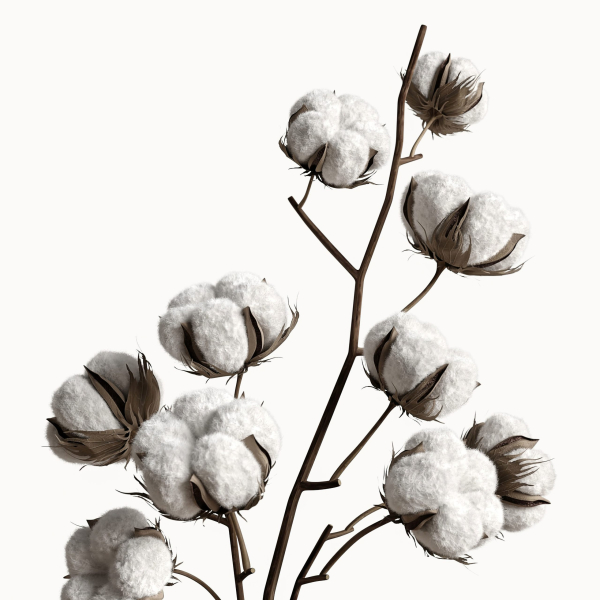 Decorative set with dry plants 5