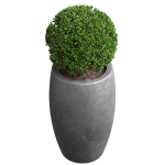 Decorative street bush Boxwood for a porch or a terrace Buxus