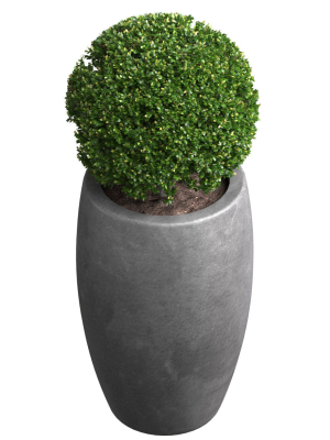 decorative-street-bush-boxwood-for-a-porch-or-a-terrace-buxus-3d-model-8bbdd896e9
