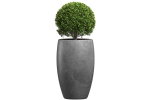 Decorative street bush Boxwood for a porch or a terrace Buxus