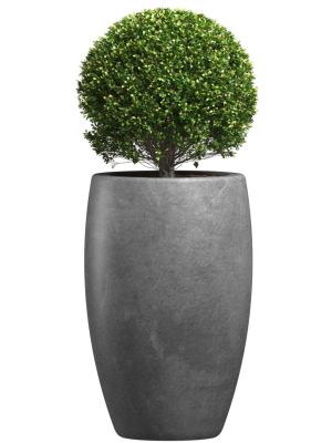 Decorative street bush Boxwood for a porch or a terrace Buxus