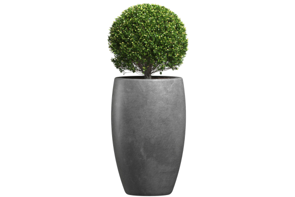 Decorative street bush Boxwood for a porch or a terrace Buxus