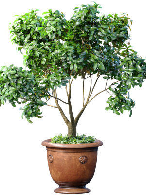 Decorative tree in a classic pot and flowerpot