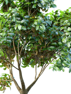 decorative-tree-in-a-classic-pot-and-flowerpot-3d-model-c73af72bb9