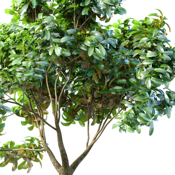 Decorative tree in a classic pot and flowerpot