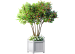 Decorative tree in a garden planter with flowers Houseplant