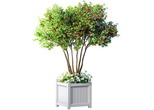Decorative tree in a garden planter with flowers Houseplant
