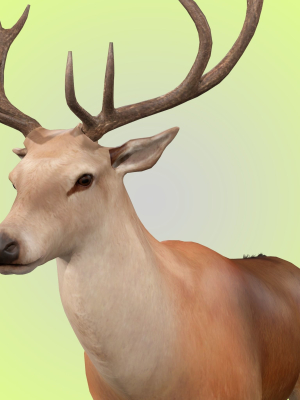 deer-rigged-model-3d-model-rigged-max-obj-fbx-ma-blend-dae
