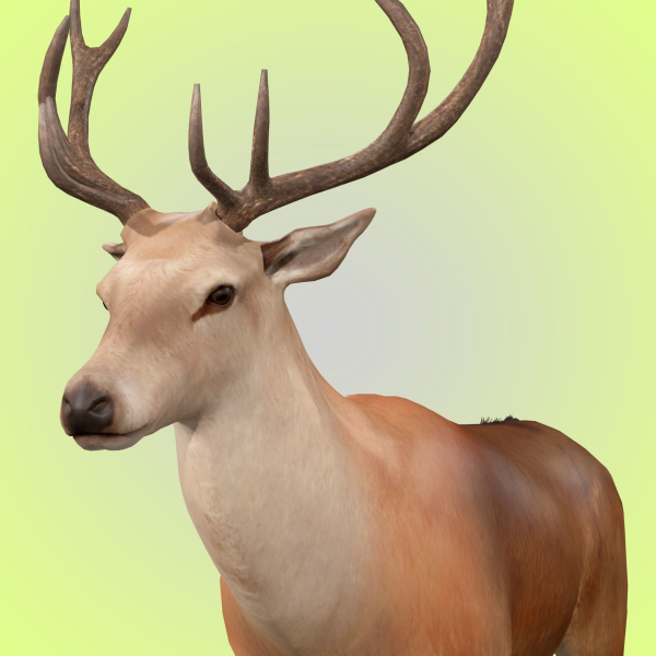 Deer Rig