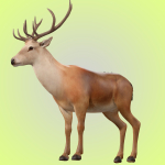 Deer Rig