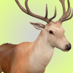 Deer Rig
