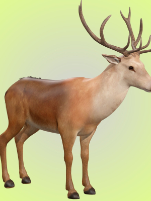 Deer Rig