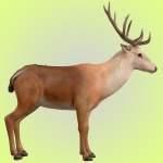 Deer Rig