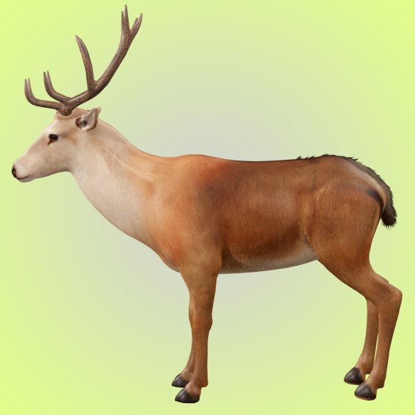 Deer Rig