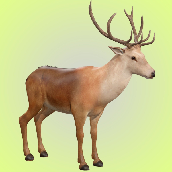 Deer Rig