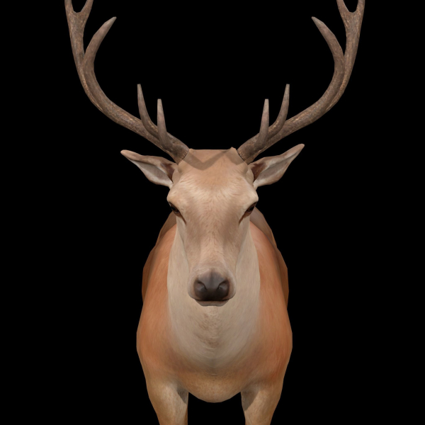 Deer Rig