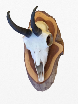 Deer Skull Trophy 2
