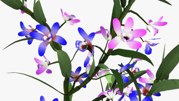 dendrobium flower