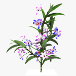 dendrobium flower