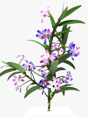 dendrobium flower