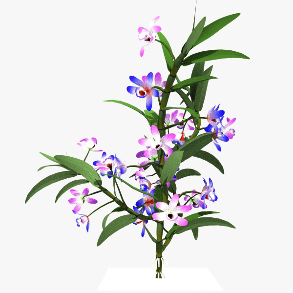 dendrobium flower