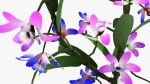 dendrobium flower