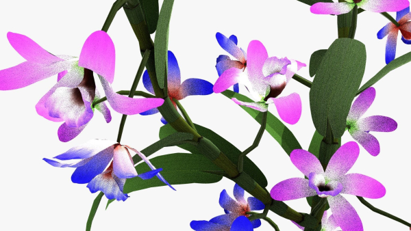 dendrobium flower
