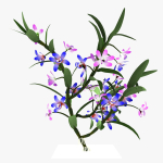 dendrobium flower