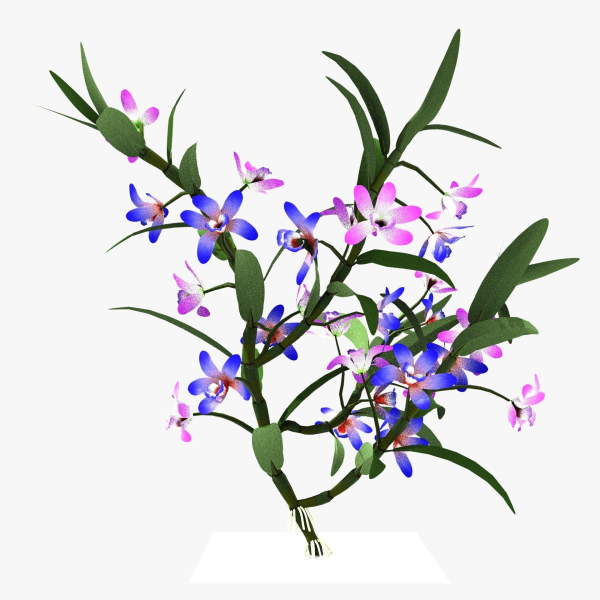 dendrobium flower