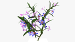 dendrobium flower