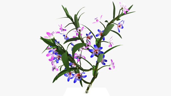 dendrobium flower