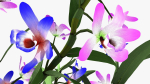 dendrobium flower