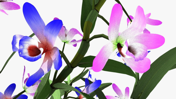 dendrobium flower
