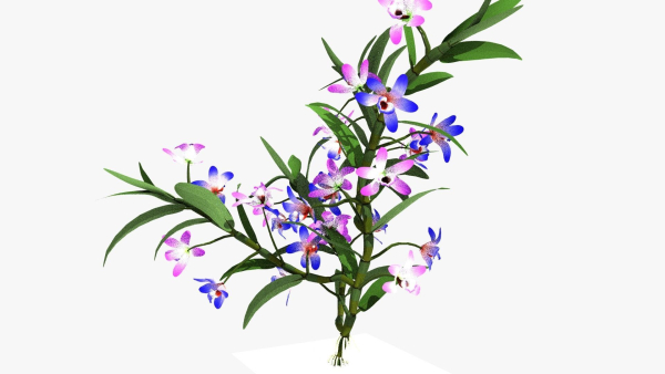 dendrobium flower