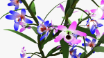 dendrobium flower